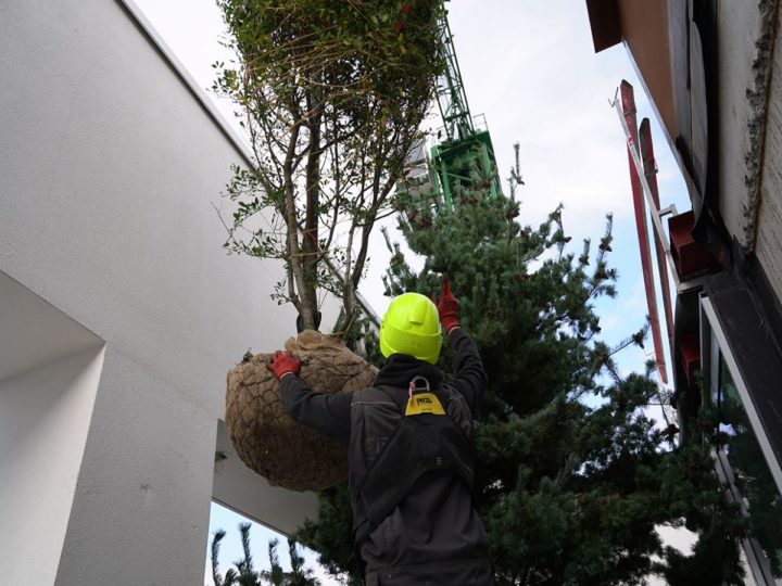 plaatsing boom op groendak