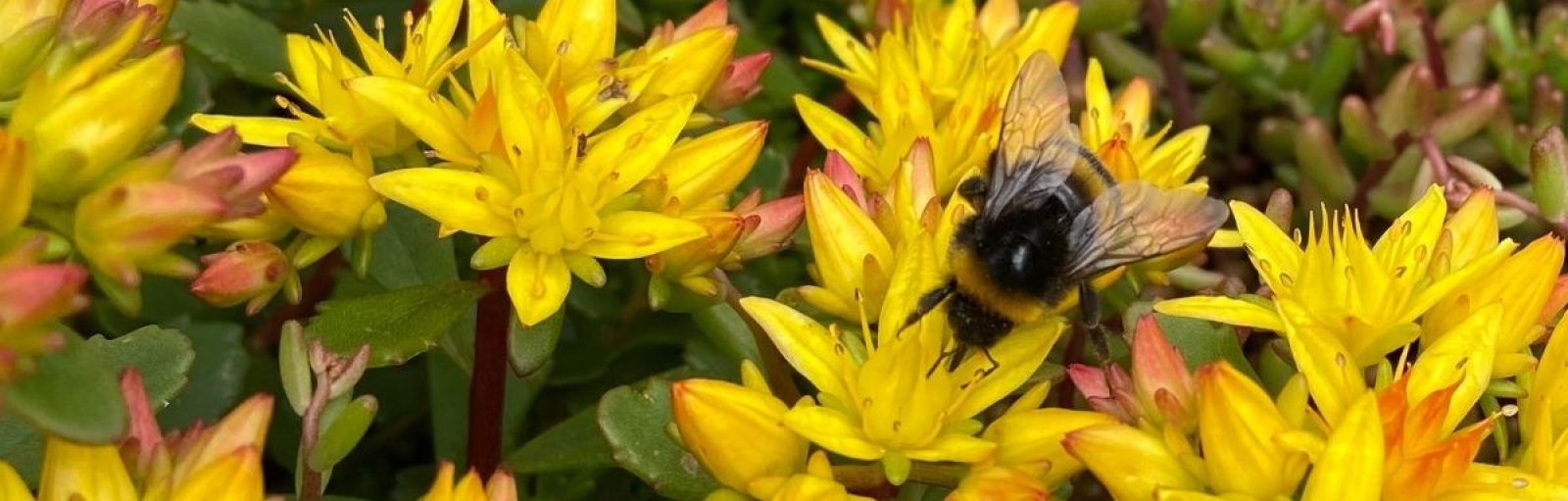 bij op bloem op groendak zoemdak