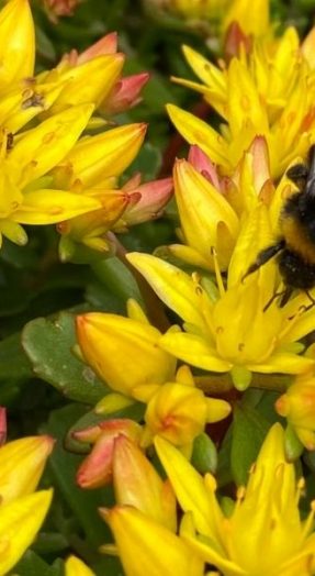 bij op bloem op groendak zoemdak